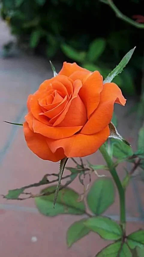Orange Rose Seeds - 10 Perennial Flowering Shrub Seeds - Rosa spp. for Garden Blooms