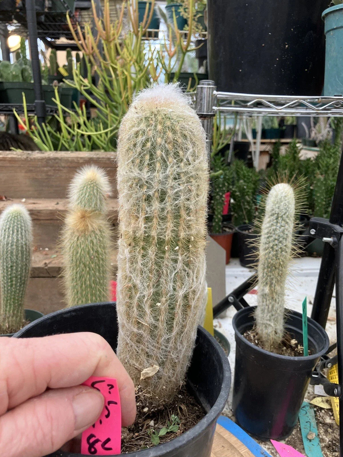 Espostoa lanata Old Man of the Mountain Cactus 9.5" Tall #5 Pot
