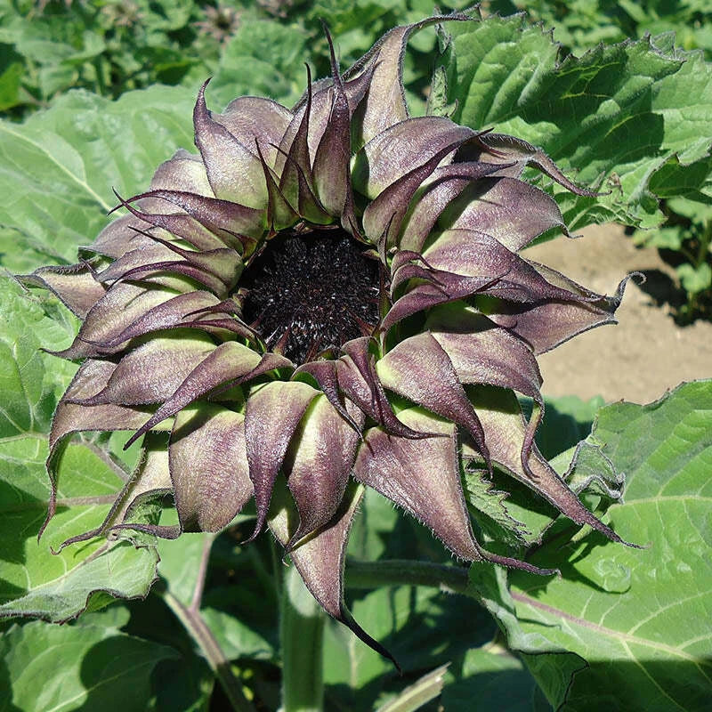 Sunflower Seeds - Sunfill Purple Variety - Fresh Seed - Helianthus annuus