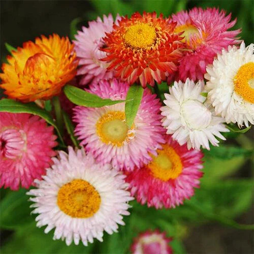 Swiss Giant Mix Strawflower Seeds | 100-1,000 Non-GMO Seeds | Helichrysum bracteatum | Free Shipping
