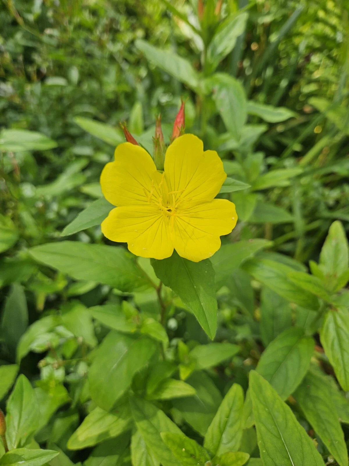 Evening Primrose Plant - Perennial - Yellow Bloom - Oenothera biennis - Zones 3-10