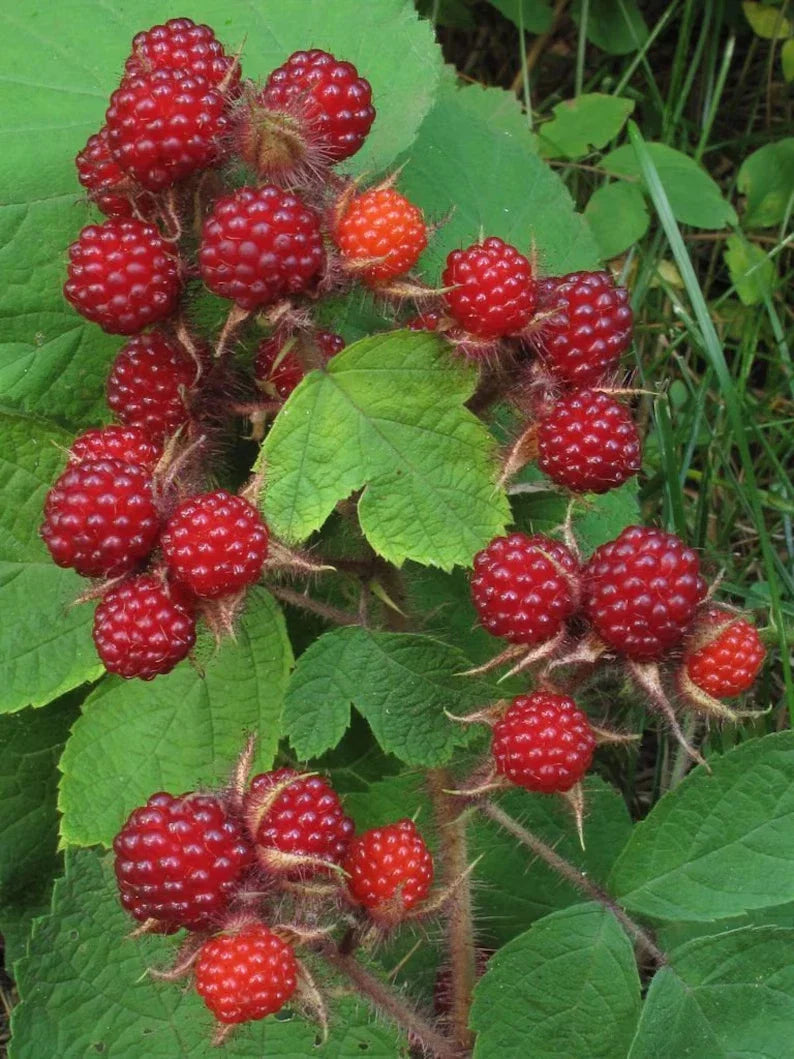 Wild Japanese Wineberry Bush Live Plants - 2 Bare Root Fruiting Berry Plants (Rubus phoenicolasius)