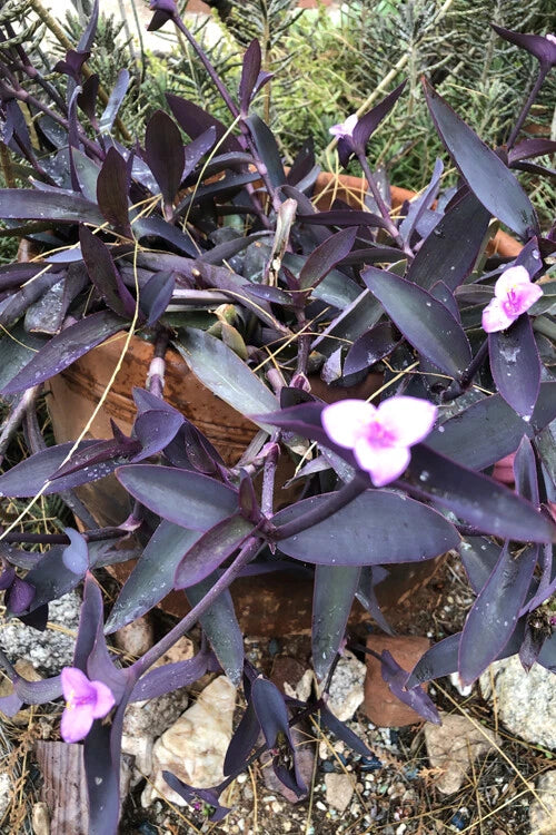 Wandering Jew Cuttings - Lot of 10 Purple Heart Tradescantia - Organic Healthy Plant Cuttings