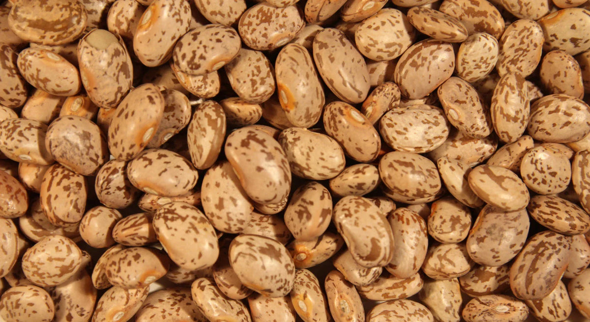 Pinto Soup Bean Seeds - Fresh Soup Bean Seeds - Phaseolus vulgaris - Non-GMO, Heirloom Variety, FREE Shipping