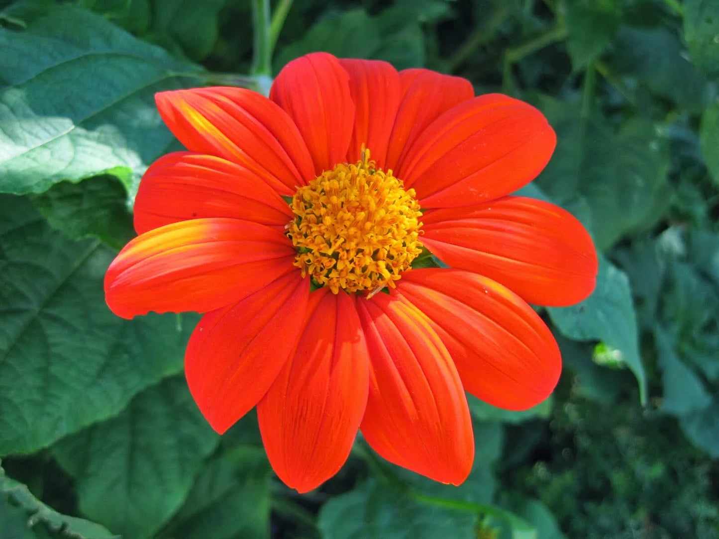 Mexican Sunflower Seeds 50+ Pack, Tithonia Torch Flower, USA Seller, Free Shipping