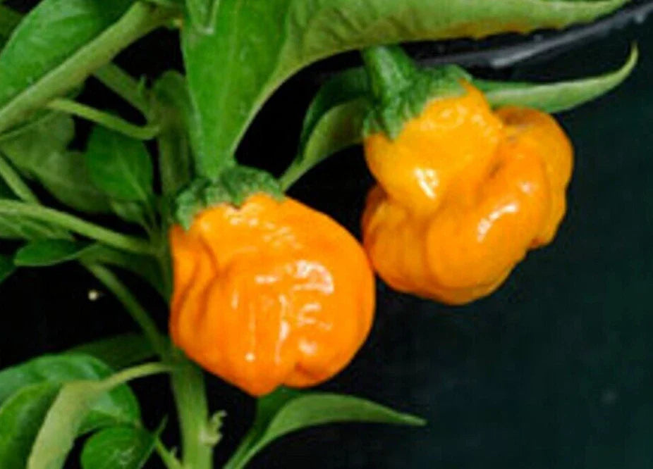 Super-Hot Pepper Seeds, 20 Pack, Orange Scotch Bonnet, Capsicum chinense, Premium Quality