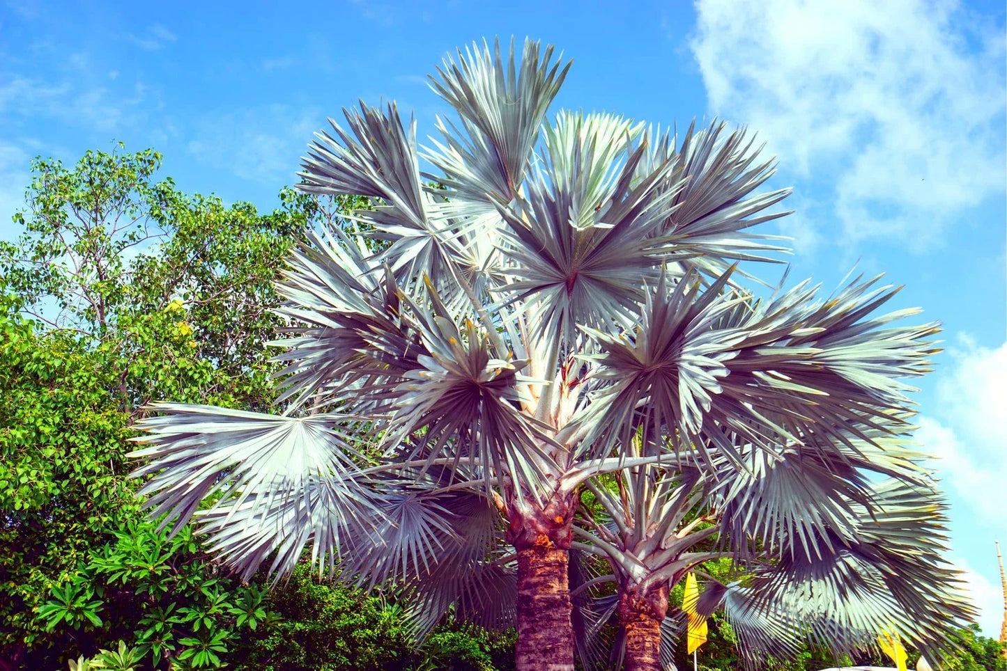 King Palm Seeds - 5 Seeds for Planting - Archontophoenix cunninghamiana - Tropical Indoor/Outdoor Garden