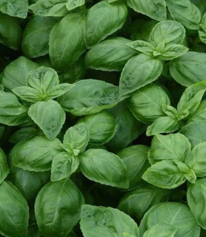 Sweet Italian Basil Live Plant Bundles - Organic Edible Herb - Ocimum basilicum - Versatile for Indoor/Outdoor Gardening