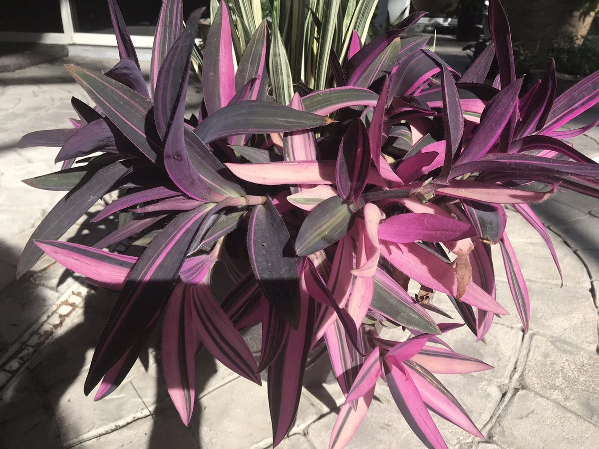 Wandering Jew Plant Cuttings 3-6" Pink Purple Stripe Tradescantia Zebrina Rare