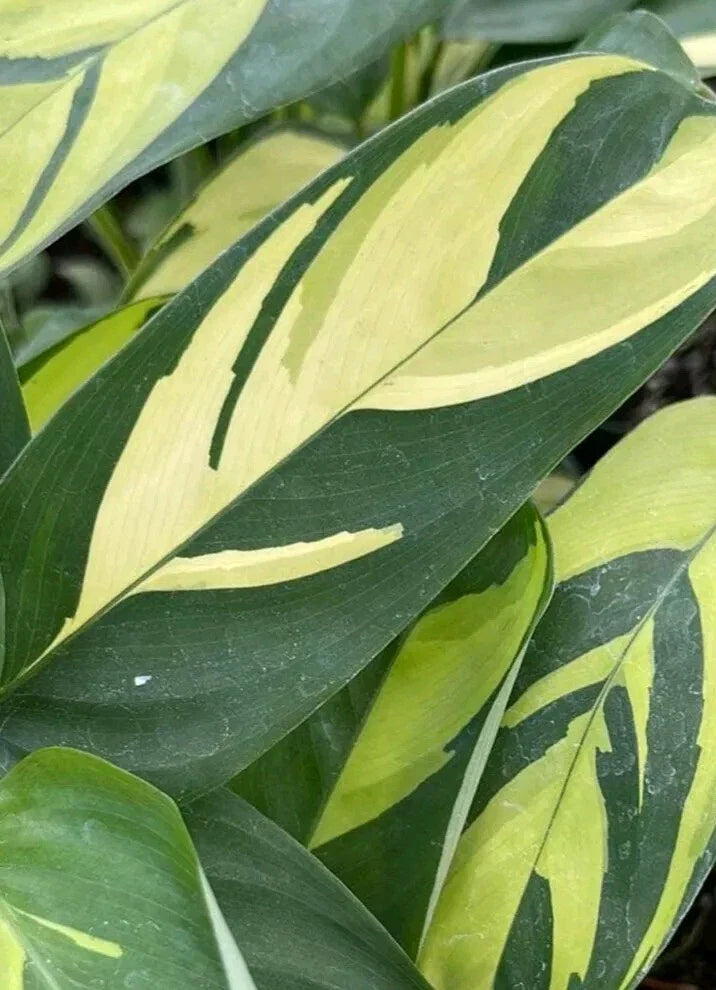 Ctenanthe lubbersiana Cuttings - 2X Fresh Cuttings, Tropical Houseplant, Rare Variegated Leaves, Easy Care Indoor Plant