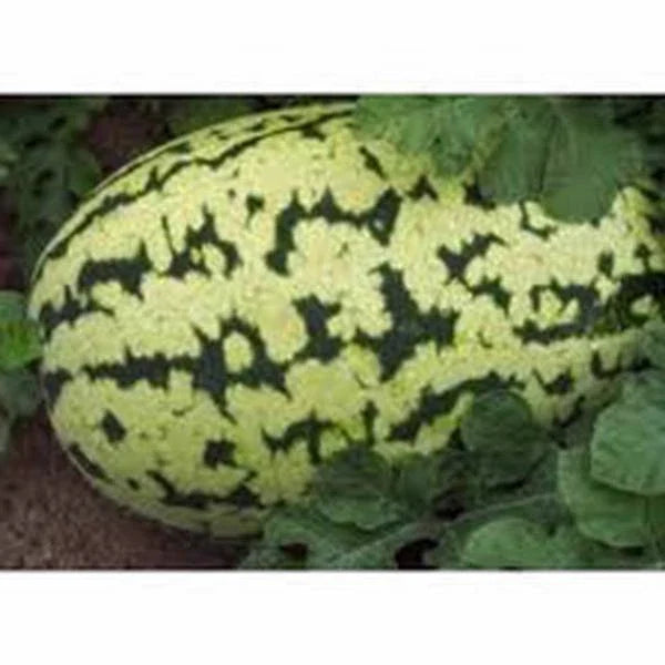 Watermelon Seeds, 100 Heirloom Klondike Striped Blue Ribbon, Citrullus lanatus