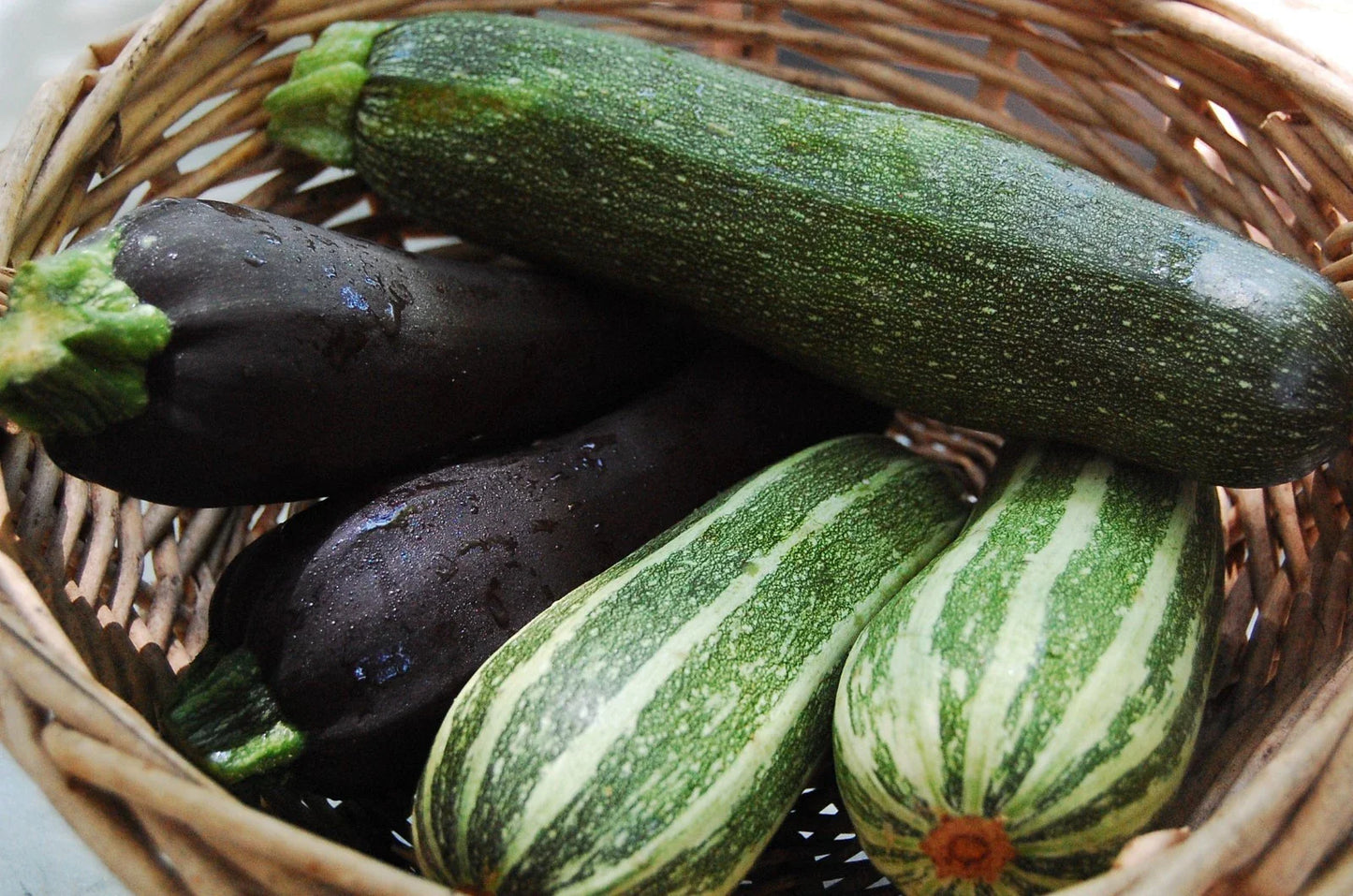 Zucchini Mixture Seeds - Fresh Squash Seeds for Planting - Cucurbita pepo - FREE Shipping