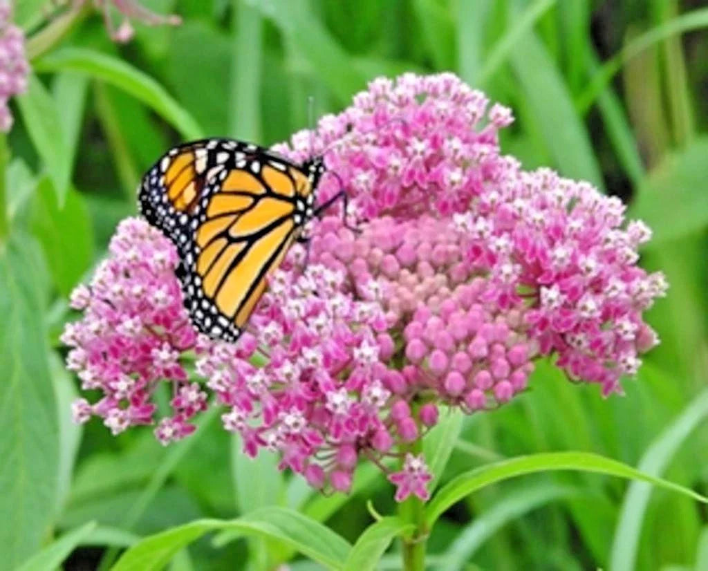 Swamp Rose Milkweed Seeds - 51+ Count - Native Wildflower for Patio & Container Garden - Asclepias incarnata