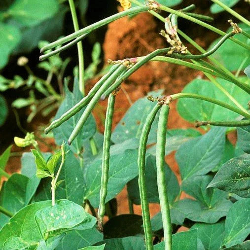 Texas Cream 40 Pea Seeds - Non-GMO Southern Field Crowder Variety - 2025 Planting
