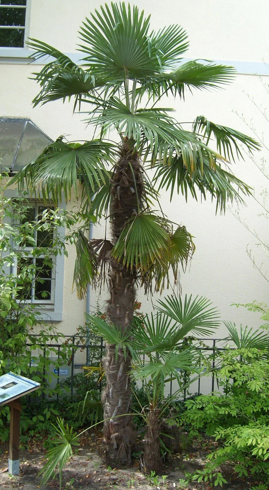Windmill Palm Seeds, 10 Pack, Trachycarpus fortunei, Hardy Tropical Tree, Indoor/Outdoor Gardening