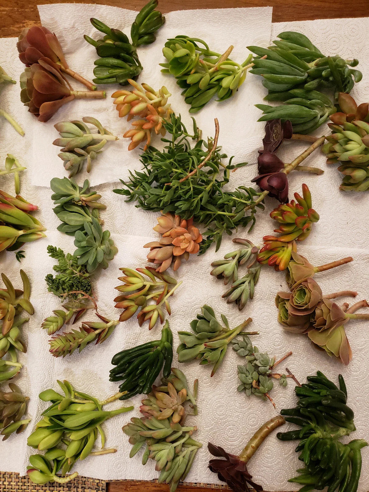 X-Large Succulent Cuttings Set - 60 Pieces, 45 Varieties, 5 Rare Types - Ideal for Gardening and Arrangements