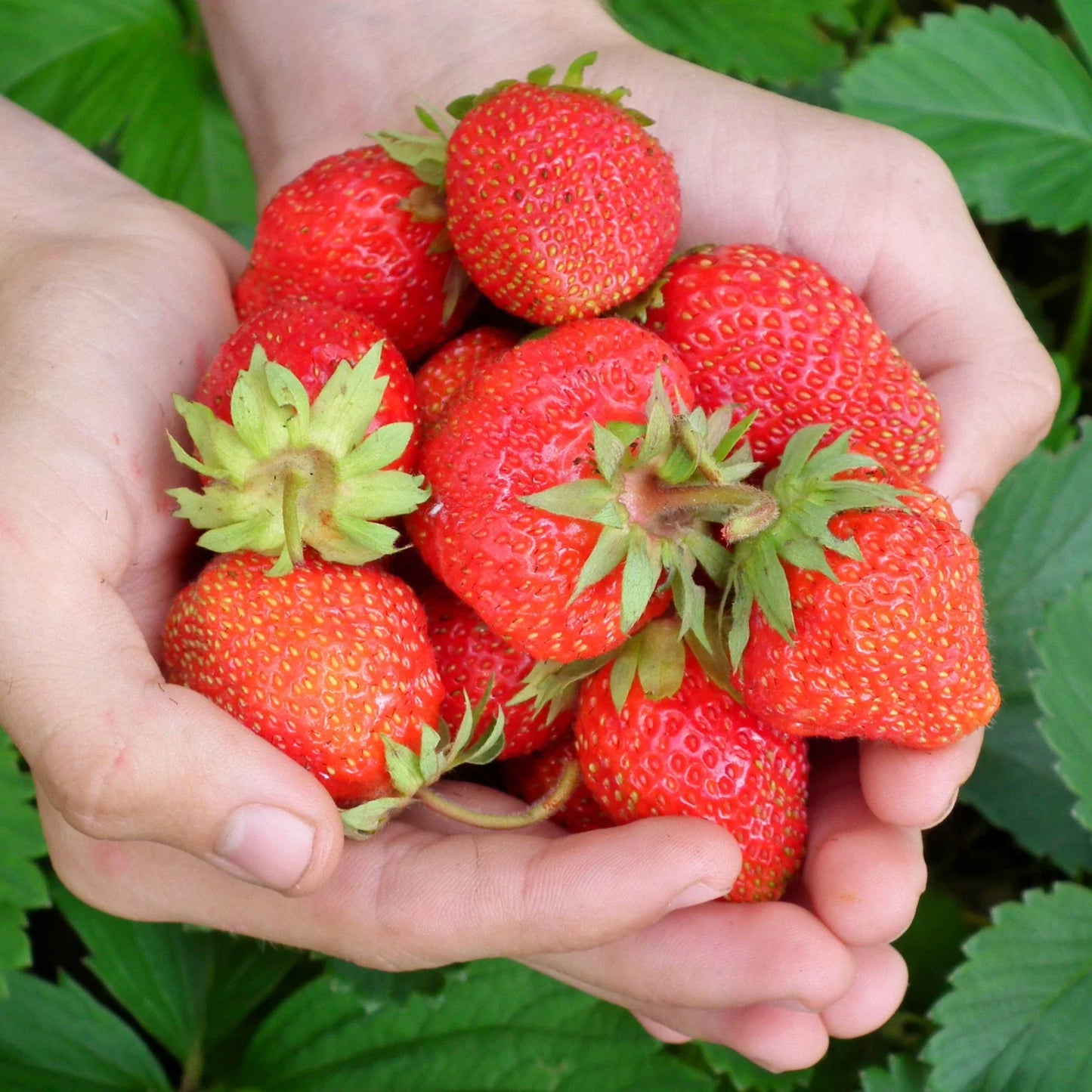Everbearing Strawberry Roots - Bare Root Plants | Evie Variety | Fragaria x ananassa
