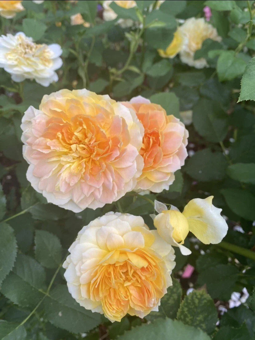 MOLINEUX Live Rose Plant - 5" Tall - David Austin - Rooted in 4" Pot - Beautiful Yellow Blooms (Rosa 'Molineux')