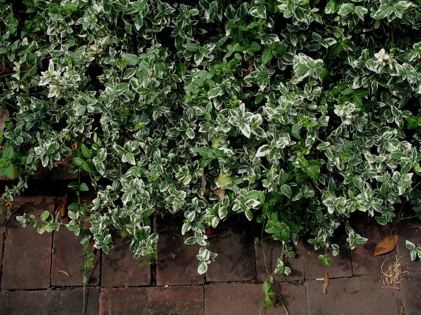 Winter Creeper Euonymus Cuttings Set of 12, Blonde Variegated, Perfect for Landscaping and Garden Projects