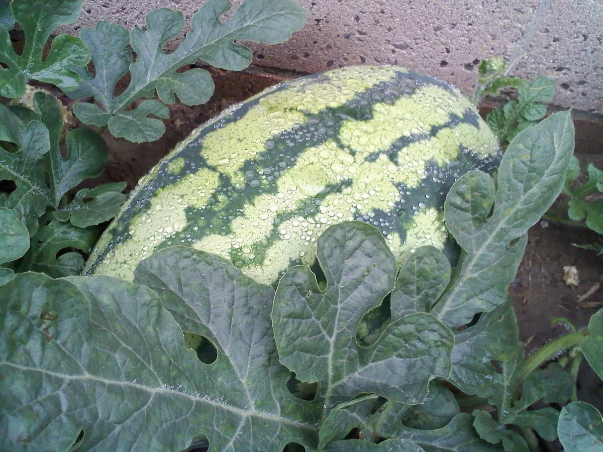 Watermelon Seeds - Georgia Rattlesnake Variety - Fresh Heirloom Seeds for Planting - Citrullus lanatus