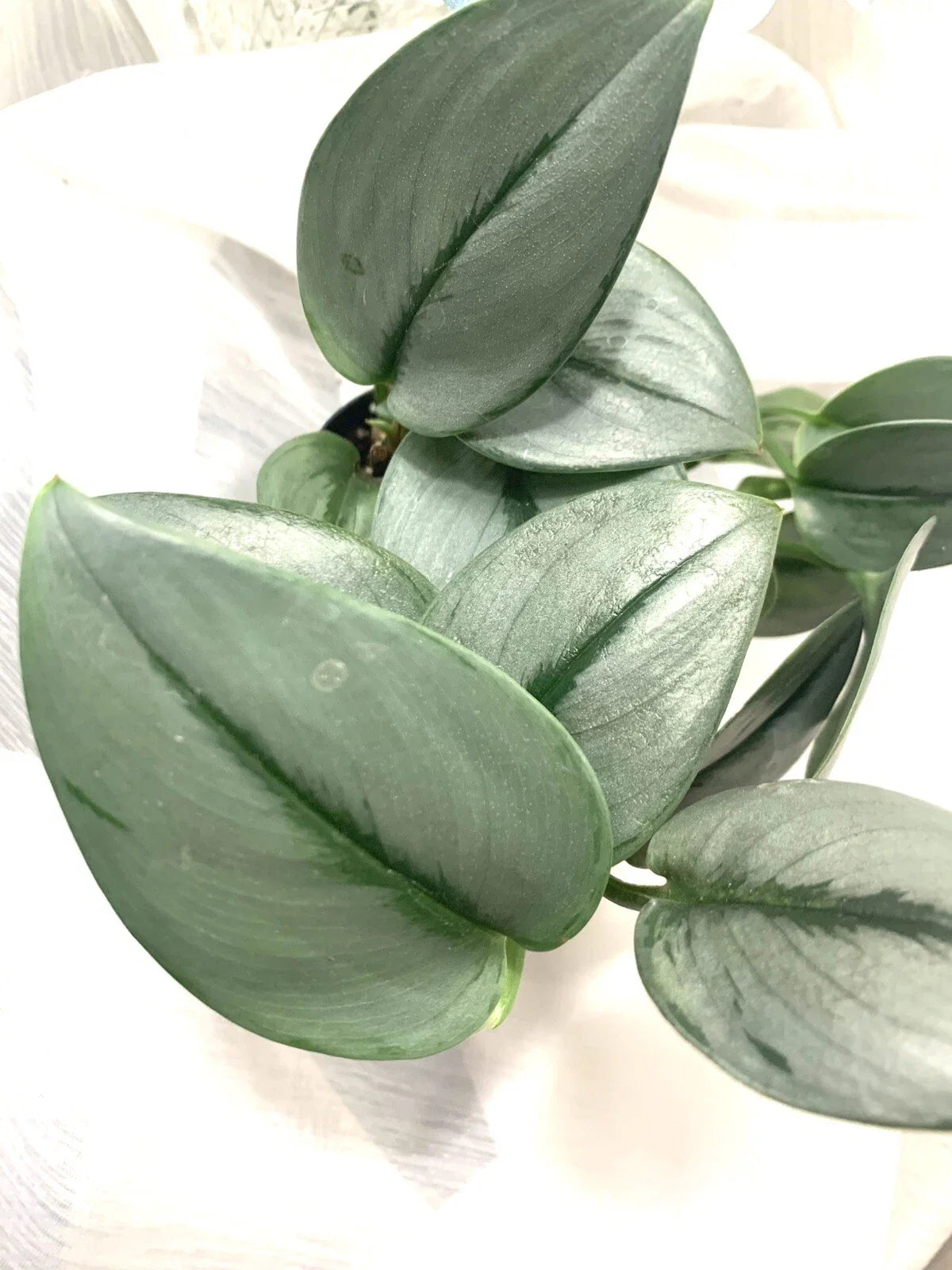 Scindapsus Treubii 'Moonlight' Starter Plant - Rooted Houseplant, Rare Indoor Greenery, Easy Care Plant