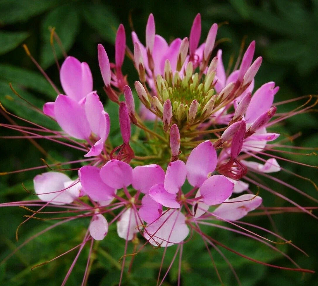 Cleome Seeds 200+ Spider Plant Mix Annual Flower Wildflower Garden Seeds (Cleome hassleriana)