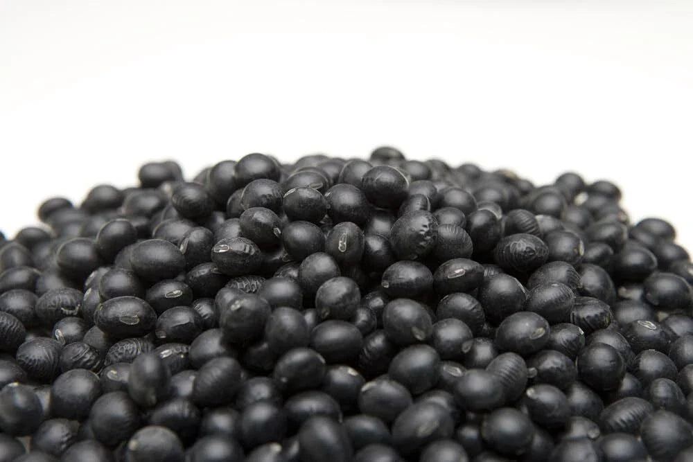 Black Soybean Seeds for Planting - Full Season Variety - Glycine max - Ideal for Sprouts or Garden Growth