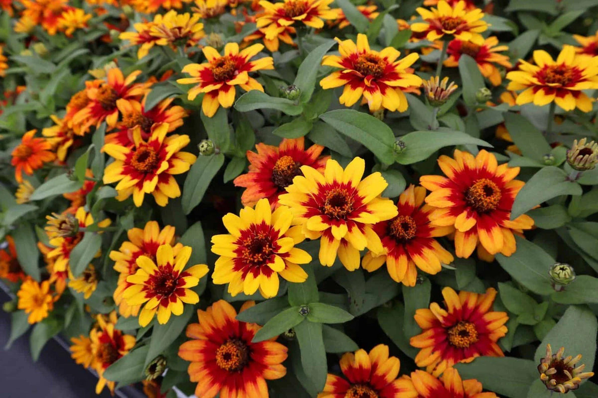Profusion Red-Yellow Bicolor Zinnia 100 Seeds - Zinnia elegans - Garden Flowers - USA Free Shipping