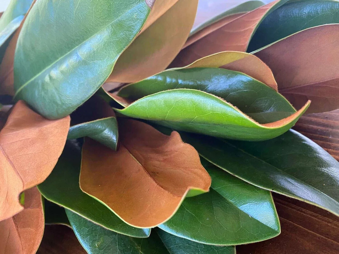Fresh Live Magnolia Leaves - Green Foliage for Floral Arrangements - Magnolia grandiflora