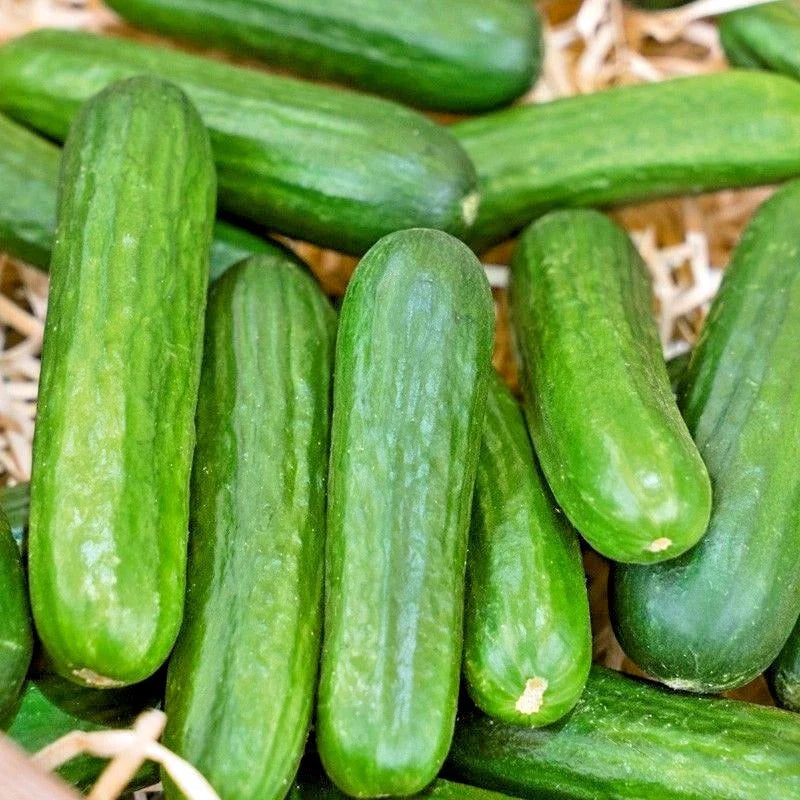 Muncher Cucumber Seeds - Organic Summer Vegetable for Container Gardening - Cucumis sativus - 31+ Seeds