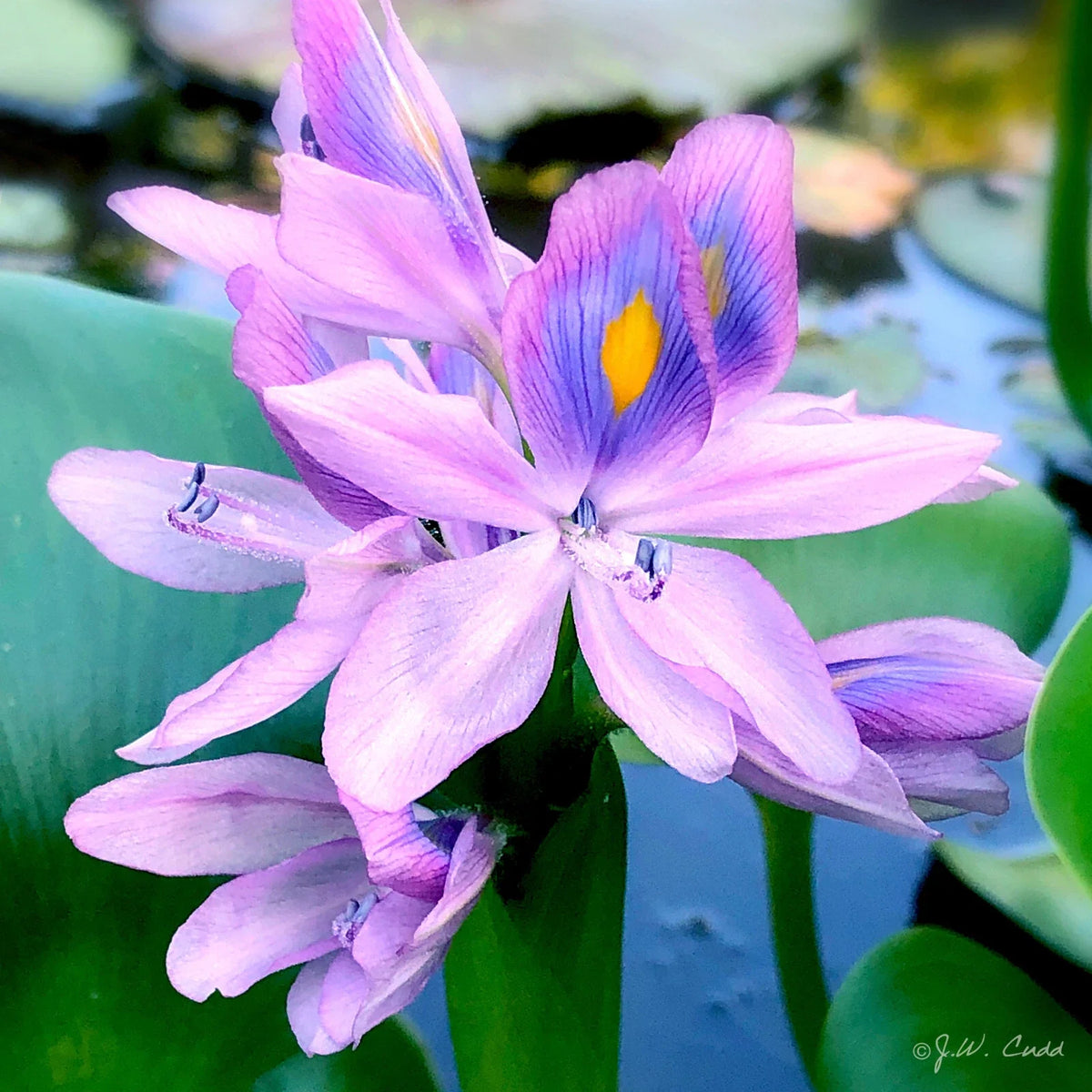 Water Hyacinths Aquatic Plant Tubers - Live Purple Rhizome (Eichhornia crassipes) - 6 Pack