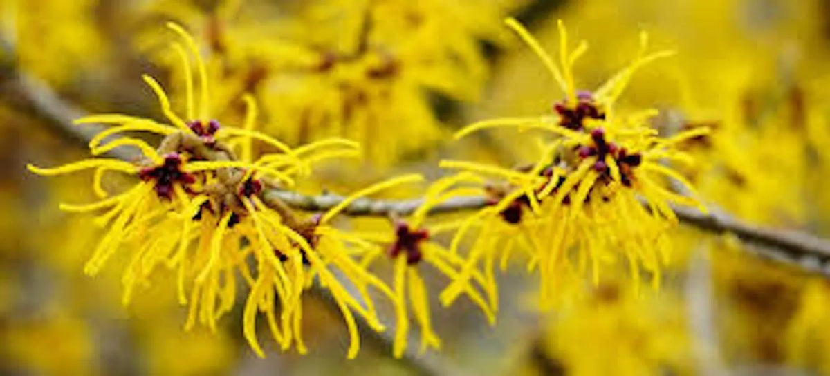 Witch Hazel Shrub 12-18in Live Plant Bare Root Hamamelis virginiana Deciduous Flowering Shrub for Garden Landscaping
