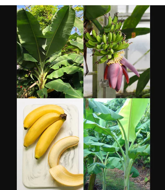 Dwarf Orinoco Banana Tree Starter Plant - Small Rooted Musa Variety - Tropical Indoor/Outdoor Garden Plant