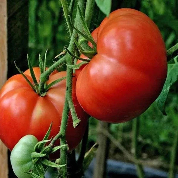 Burpee's Big Boy Tomato Seeds - 120+ Organic Non-GMO Hybrid Seeds - Lycopersicon esculentum