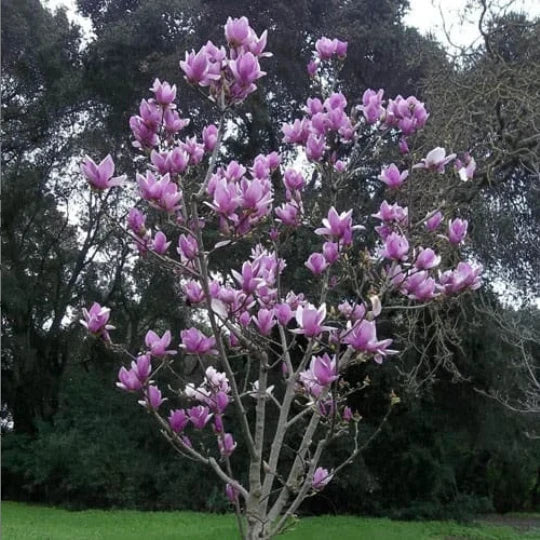 Saucer Magnolia Seedling 3" Flowering Tree Sapling - Magnolia soulangeana