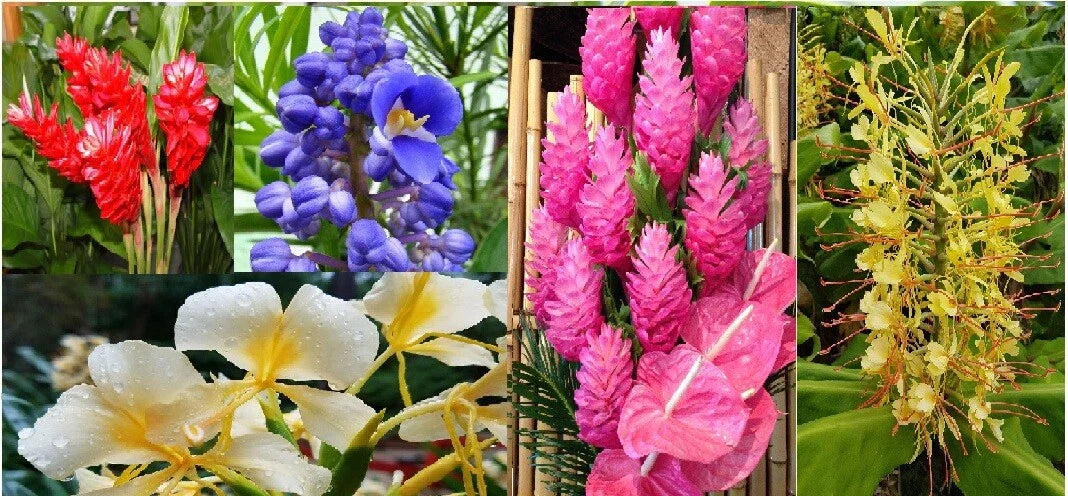 Hawaiian Tropical Ginger Plant Roots 5 pk - Red, Blue, White, Yellow, Pink - Zingiber zerumbet