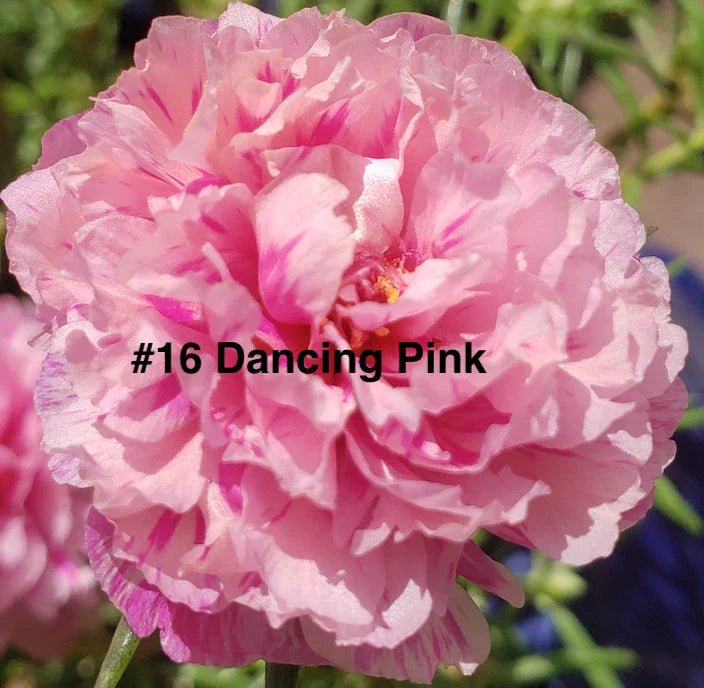 Moss Rose Cuttings - 10 Unrooted Dancing Pink Portulaca Grandiflora for Planting