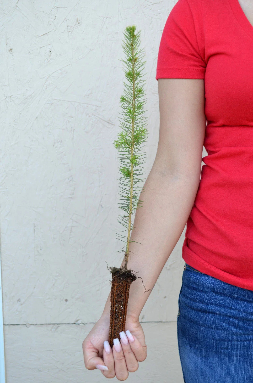 White Spruce Tree - 11 to 19+ inches - Picea glauca - Ideal for Landscaping and Reforestation
