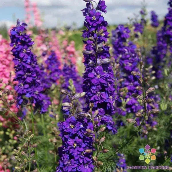 Delphinium Seeds - 200+ Lilac Spire Variety - Ideal for Garden Planting - USA Grown