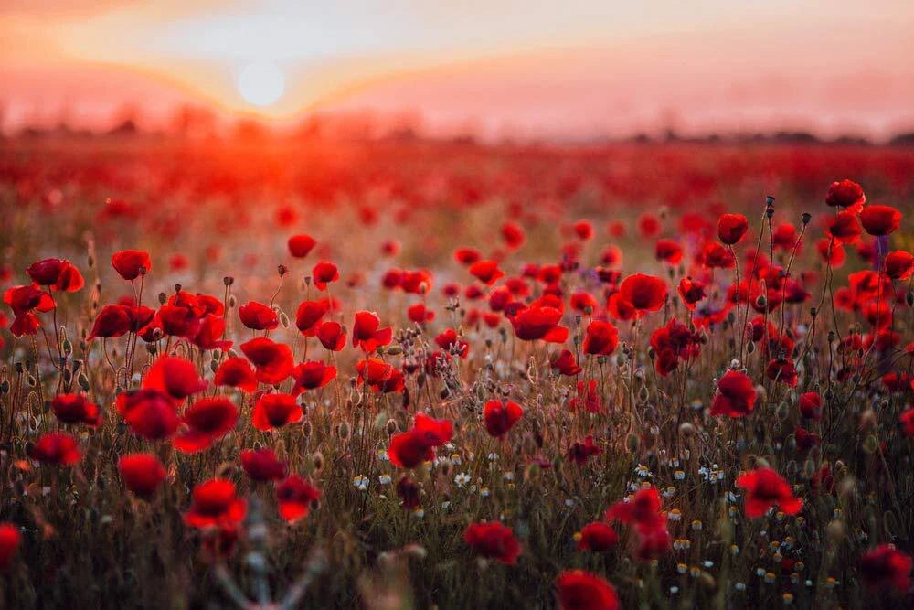 Red Poppy Seeds for Planting - 600 Seeds - Exotic Papaver rhoeas - Flower Garden Seeds