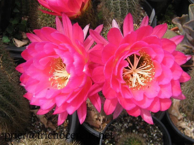 Large Tricocereus Grandiflorus 6" Cactus Plant with 5" Pink Flowers - Stunning Blooming Succulent