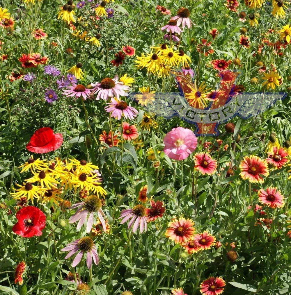 Wildflower Seed Mix - 200+ Heirloom Flower Seeds - Non-GMO - Native Midwestern Varieties - USA Grown