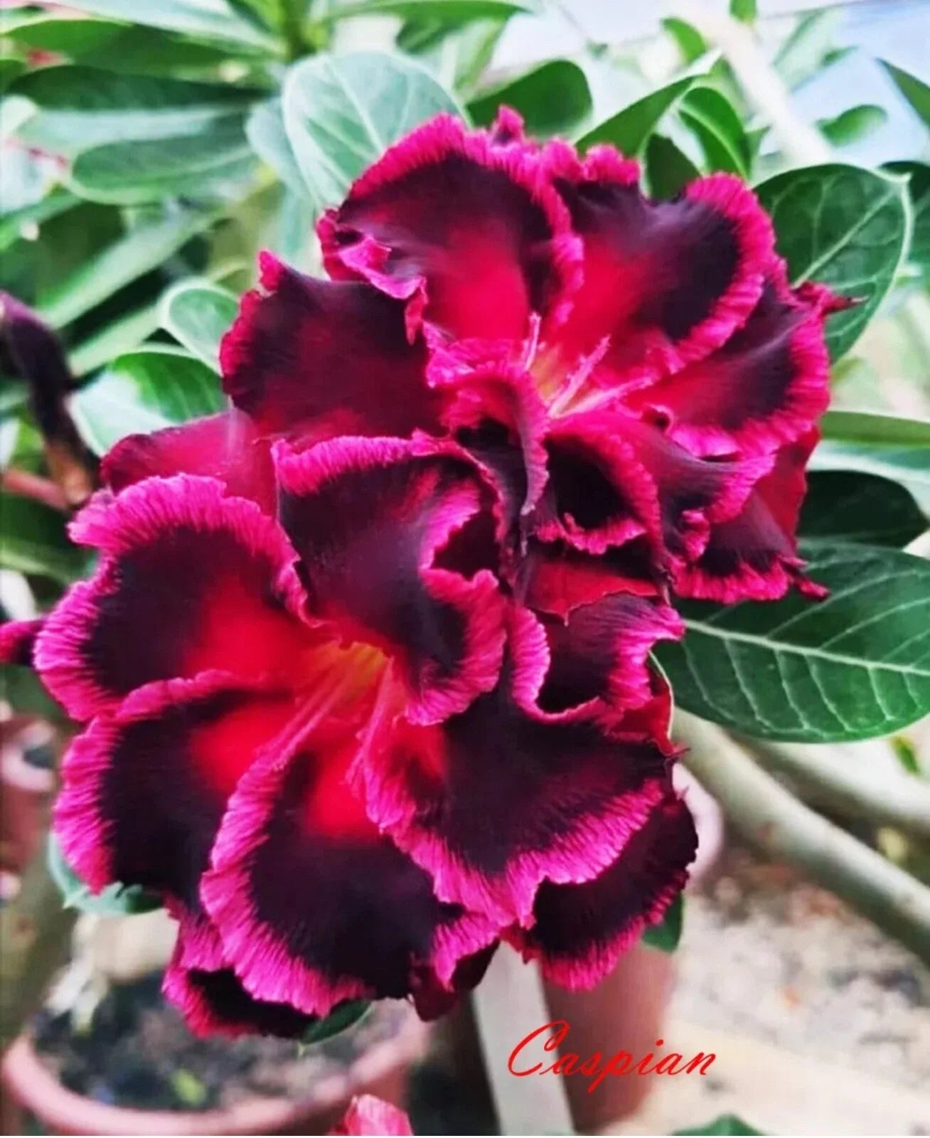 Desert Rose Plant - Small Rooted Seedling - Caspian Variety - Adenium Obesum - 4-6 Inches Tall