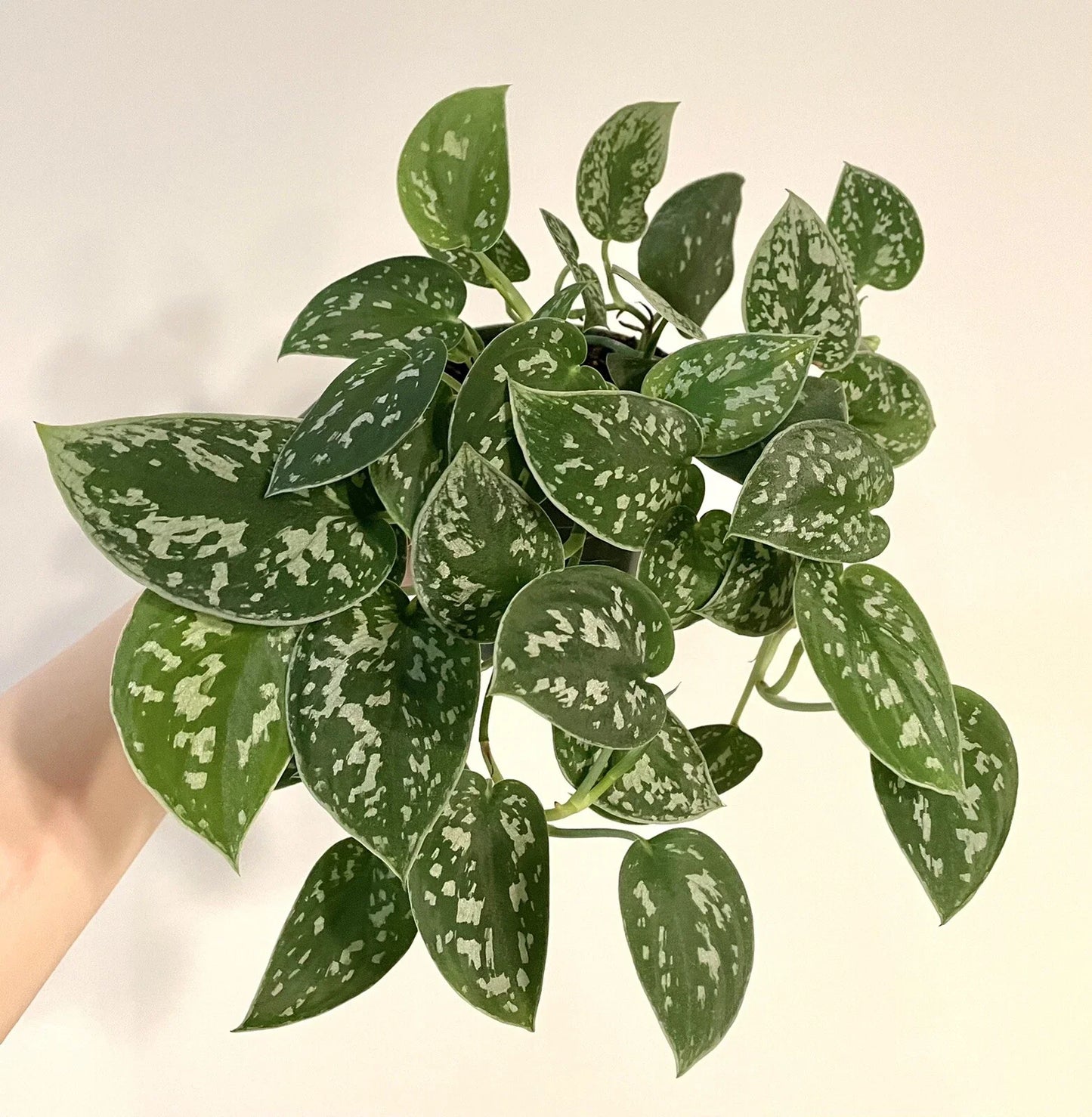Silver Ann Pothos Cuttings - 2 Leaves 2 Nodes, Rare Scindapsus Pictus Hybrid, Indoor Plant, Houseplant Decor
