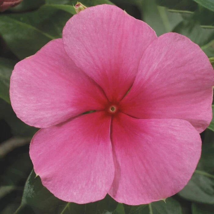 Vinca Seeds 500 Count, Sunstorm Rose with Eye, Catharanthus roseus, Flowering Annual for Garden and Landscape
