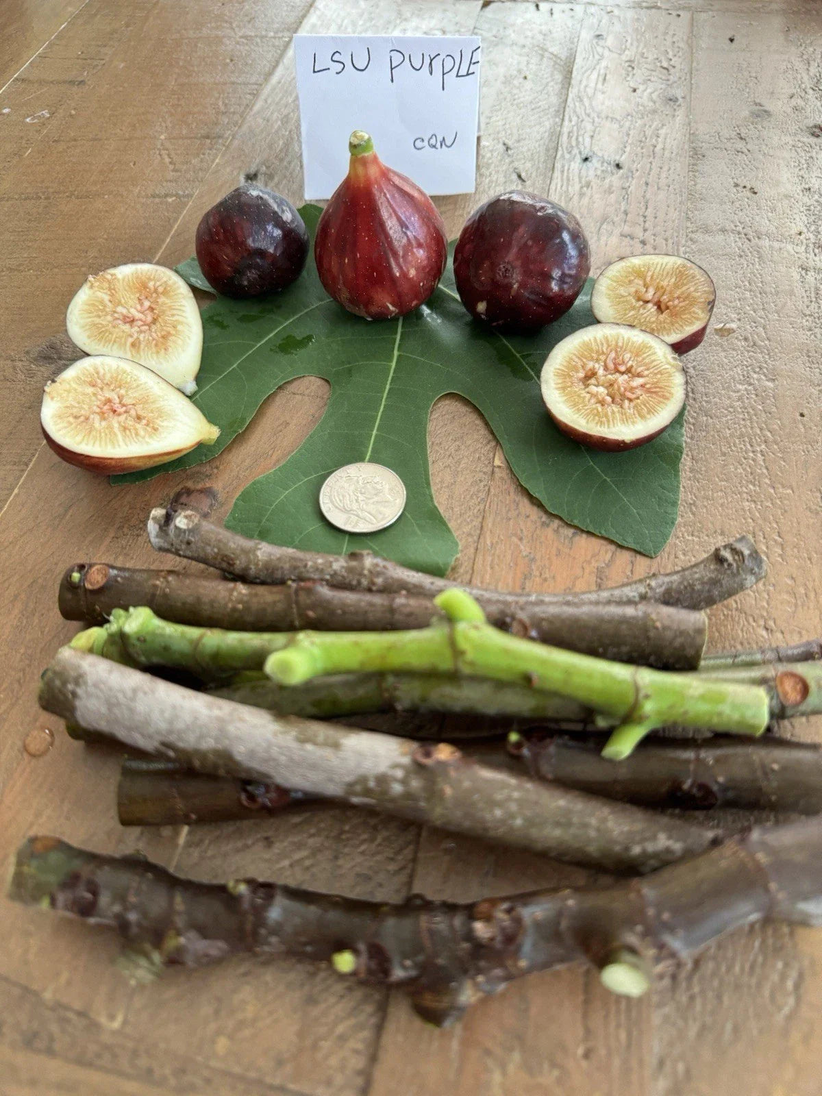 LSU Purple Fig Cuttings - 4 Pack for Planting - Ficus carica