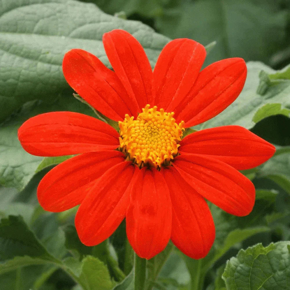 Mexican Sunflower Seeds - 100+ Count - Tithonia Rotundifolia - Bright Orange Blooms for 2025 Planting