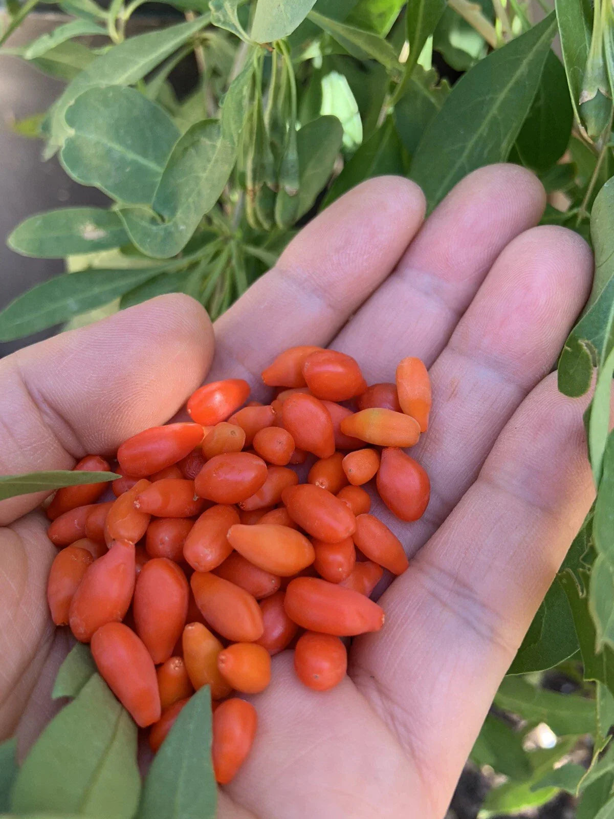 Goji Berry Plants Set - 3 Bare Root Live Plants & 3 Cuttings - Lycium barbarum - Fast-Growing Edible Garden Plants