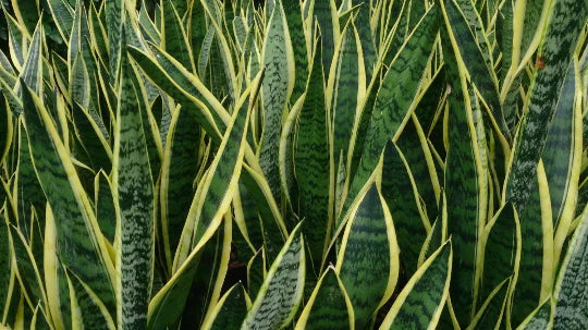 Rooted Sansevieria Plant - Mother-in-Law's Tongue - Air Purifying Houseplant - Dracaena trifasciata