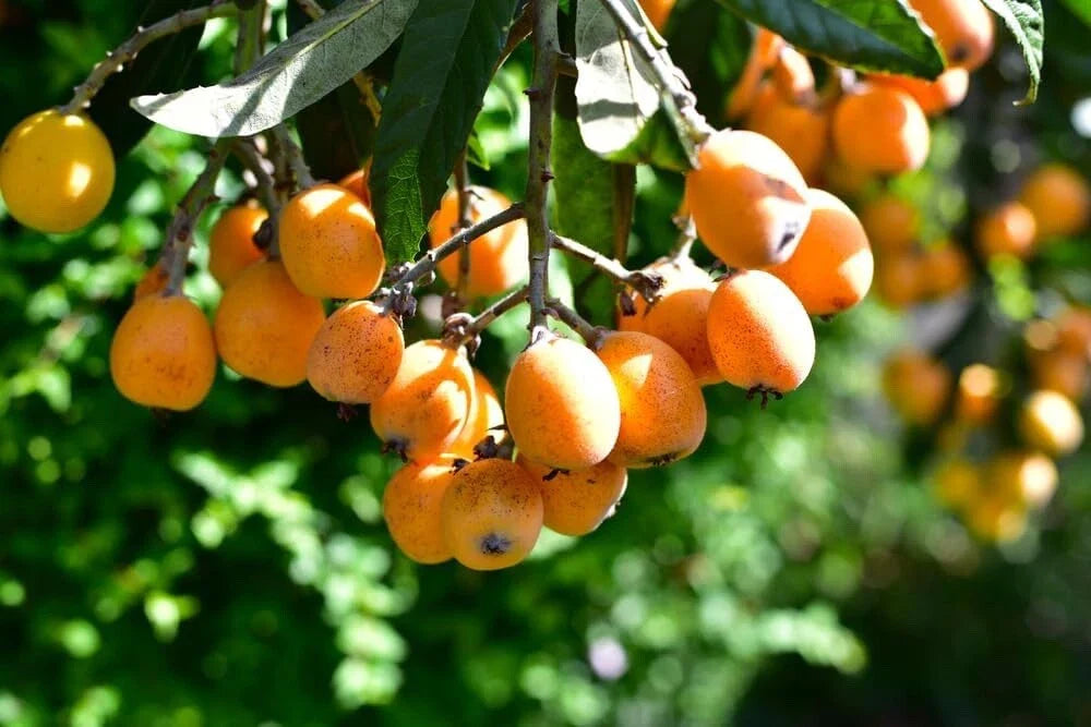 Loquat Shrub Seeds - 5 Seeds Eriobotrya Japonica for Planting, Fruiting Plant, Tropical Garden, Edible Landscape